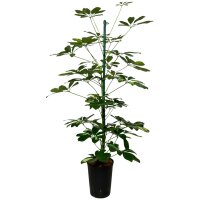 Strahlenaralie Schefflera arboricola Gold Capella Tuff |...