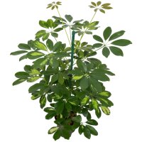 Strahlenaralie Schefflera arboricola Gold Capella Tuff |...