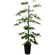 Strahlenaralie Schefflera arboricola Gold Capella Tuff | Hydrokultur Zimmerpflanze in Blähton | Grünpflanze 70-100cm hoch im Kulturtopf 15/19 mit Gießanzeiger