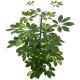 Strahlenaralie Schefflera arboricola Gold Capella Tuff | Hydrokultur Zimmerpflanze in Blähton | Grünpflanze 70-100cm hoch im Kulturtopf 15/19 mit Gießanzeiger