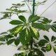 Strahlenaralie Schefflera arboricola Gold Capella Tuff | Hydrokultur Zimmerpflanze in Blähton | Grünpflanze 70-100cm hoch im Kulturtopf 15/19 mit Gießanzeiger