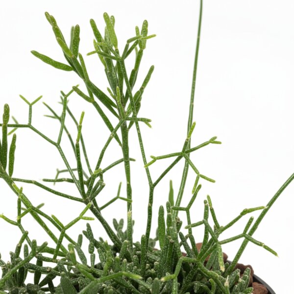 Binsenkaktus Rhipsalis capilliformis teres Hängekaktus | Hydrokultur Zimmerpflanze in Blähton | Grünpflanze 20cm Kulturtopf 13/12 mit Gießanzeiger
