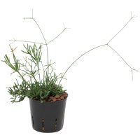 Binsenkaktus Rhipsalis capilliformis teres...