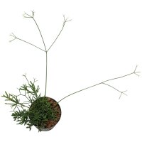 Binsenkaktus Rhipsalis capilliformis teres...