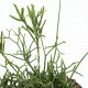 Binsenkaktus Rhipsalis capilliformis teres Hängekaktus | Hydrokultur Zimmerpflanze in Blähton | Grünpflanze 20cm Kulturtopf 13/12 mit Gießanzeiger