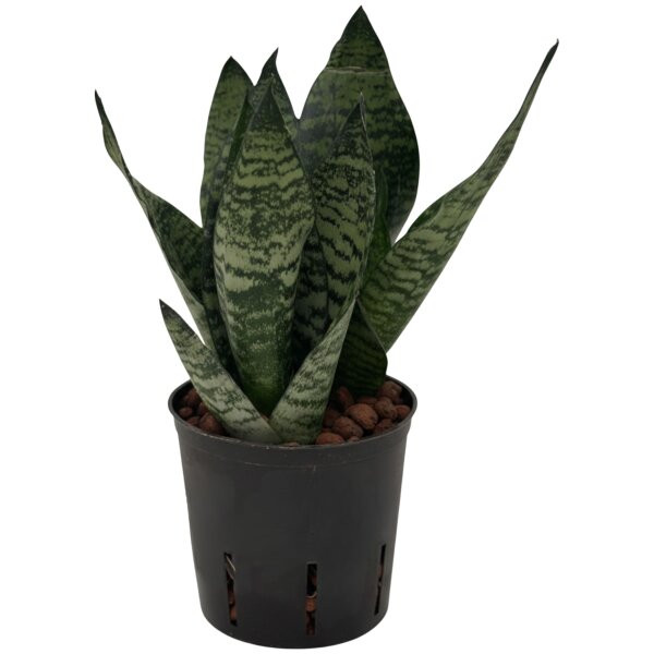 Bogenhanf Sansevieria trifasciata Superba Green | Hydrokultur Zimmerpflanze in Blähton | rosettenförmig Sukkulente 20-30cm im Kulturtopf 13/12 mit Gießanzeiger
