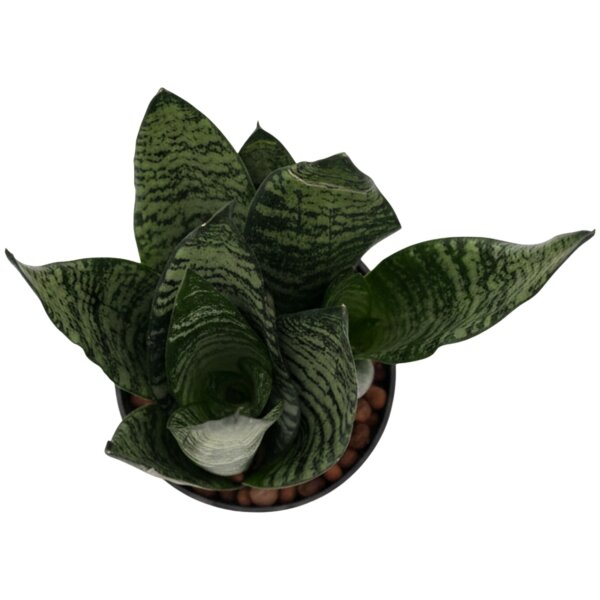 Bogenhanf Sansevieria trifasciata Superba Green | Hydrokultur Zimmerpflanze in Blähton | rosettenförmig Sukkulente 20-30cm im Kulturtopf 13/12 mit Gießanzeiger