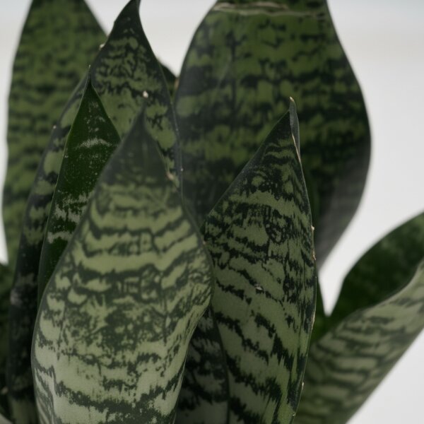 Bogenhanf Sansevieria trifasciata Superba Green | Hydrokultur Zimmerpflanze in Blähton | rosettenförmig Sukkulente 20-30cm im Kulturtopf 13/12 mit Gießanzeiger