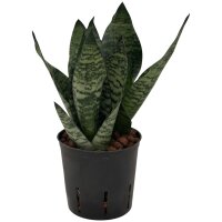 Bogenhanf Sansevieria trifasciata Superba Green |...