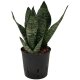 Bogenhanf Sansevieria trifasciata Superba Green | Hydrokultur Zimmerpflanze in Blähton | rosettenförmig Sukkulente 20-30cm im Kulturtopf 13/12 mit Gießanzeiger