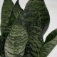 Bogenhanf Sansevieria trifasciata Superba Green | Hydrokultur Zimmerpflanze in Blähton | rosettenförmig Sukkulente 20-30cm im Kulturtopf 13/12 mit Gießanzeiger