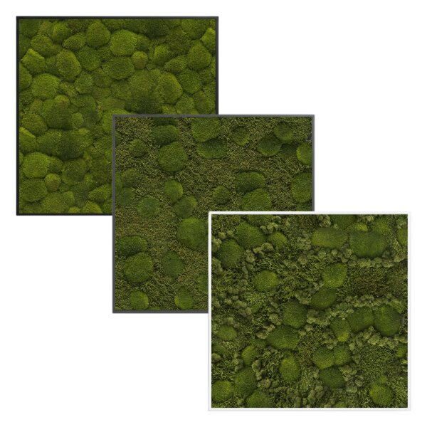 KREATIV Moosbild quadro 40 Wandbild quadratisch | verschiedene Rahmenfarben und Moosvarianten | Moosbild handgefertigt