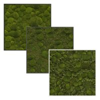 KREATIV Moosbild quadro 40 Wandbild quadratisch |...