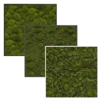 KREATIV Moosbild quadro 50 Wandbild quadratisch |...