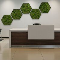 KREATIV Moosbild favo 50 Wandbild sechseckig |...