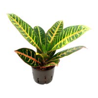 Wunderstrauch Codiaeum variegatum Petra | Hydrokultur...