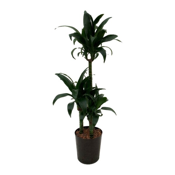 Drachenbaum Dracaena deremensis Black Beauty 3er Tuff | Hydrokultur Zimmerpflanze in Blähton | Grünpflanze 100-110cm im Kulturtopf 18/19 mit Gießanzeiger