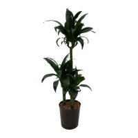 Drachenbaum Dracaena deremensis Black Beauty 3er Tuff |...