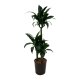 Drachenbaum Dracaena deremensis Black Beauty 3er Tuff | Hydrokultur Zimmerpflanze in Bl&auml;hton | Gr&uuml;npflanze 100-110cm im Kulturtopf 18/19 mit Gie&szlig;anzeiger