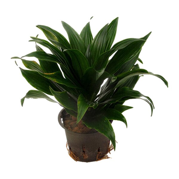 Drachenbaum Dracaena deremensis Janet Craig Compacta | Hydrokultur Zimmerpflanze in Blähton | Grünpflanze 20-30cm im Kulturtopf 11/9 mit Gießanzeiger
