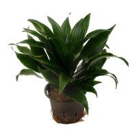Drachenbaum Dracaena deremensis Janet Craig Compacta |...
