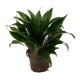 Drachenbaum Dracaena deremensis Janet Craig Compacta | Hydrokultur Zimmerpflanze in Bl&auml;hton | Gr&uuml;npflanze 20-30cm im Kulturtopf 11/9 mit Gie&szlig;anzeiger