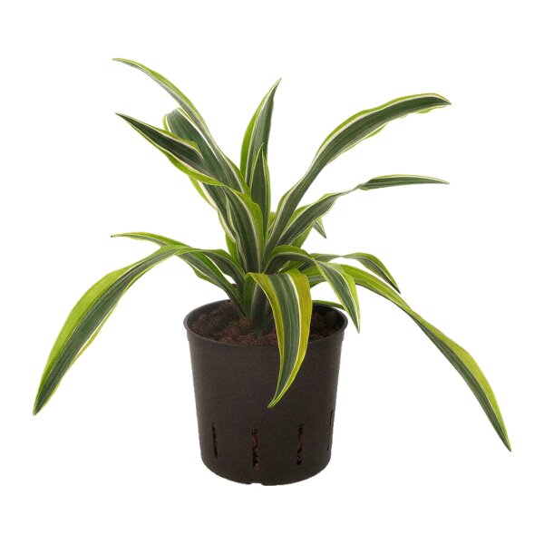 Drachenbaum Dracaena deremensis Lemon Lime 2 Pflanzen | Hydrokultur Zimmerpflanze in Blähton | Grünpflanze 30cm im Kulturtopf 13/12 mit Gießanzeiger