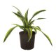 Drachenbaum Dracaena deremensis Lemon Lime 2 Pflanzen | Hydrokultur Zimmerpflanze in Bl&auml;hton | Gr&uuml;npflanze 30cm im Kulturtopf 13/12 mit Gie&szlig;anzeiger