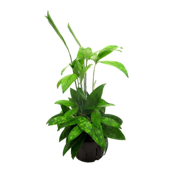 Drachenbaum Dracaena surculosa Tuff | Hydrokultur Zimmerpflanze in Blähton | Grünpflanze 40-50cm im Kulturtopf 11/9 mit Gießanzeiger