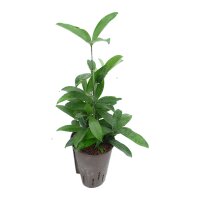 Drachenbaum Dracaena surculosa | Hydrokultur...
