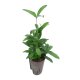 Drachenbaum Dracaena surculosa | Hydrokultur Zimmerpflanze in Bl&auml;hton | Gr&uuml;npflanze 60cm im Kulturtopf 15/19 mit Gie&szlig;anzeiger