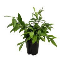 Drachenbaum Dracaena surculosa | Hydrokultur...