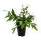 Drachenbaum Dracaena surculosa | Hydrokultur Zimmerpflanze in Bl&auml;hton | Gr&uuml;npflanze 60-70cm im Kulturtopf 18/19 mit Gie&szlig;anzeiger