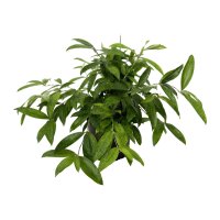 Drachenbaum Dracaena surculosa | Hydrokultur...