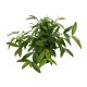 Drachenbaum Dracaena surculosa | Hydrokultur Zimmerpflanze in Bl&auml;hton | Gr&uuml;npflanze 60-70cm im Kulturtopf 22/19 mit Gie&szlig;anzeiger