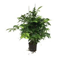 Drachenbaum Dracaena surculosa | Hydrokultur...