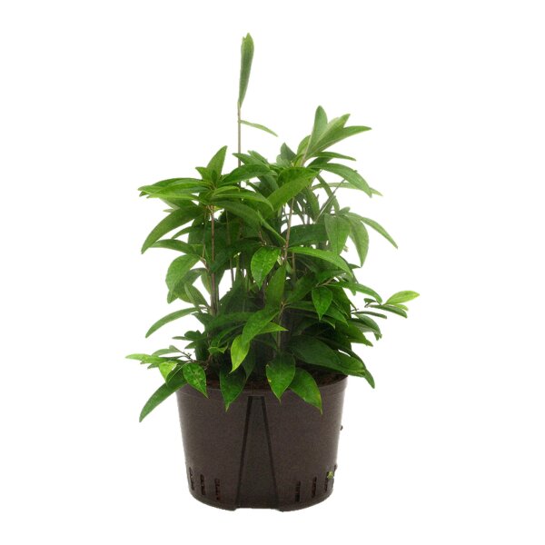 Drachenbaum Dracaena surculosa | Hydrokultur Zimmerpflanze in Blähton | Grünpflanze 70-80cm im Kulturtopf 28/19 mit Gießanzeiger