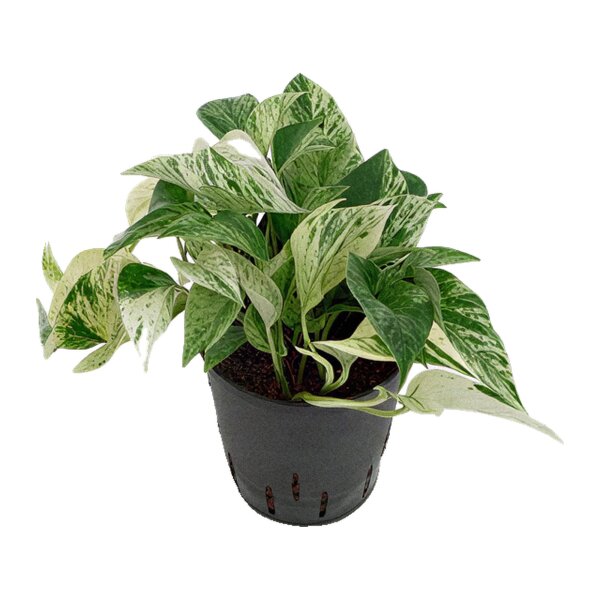 Efeutute Epipremnum aureum Marble Queen | Hydrokultur Zimmerpflanze in Blähton | Hängepflanze 25-35cm im Kulturtopf 15/19 mit Gießanzeiger