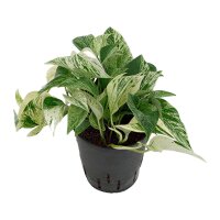 Efeutute Epipremnum aureum Marble Queen | Hydrokultur...