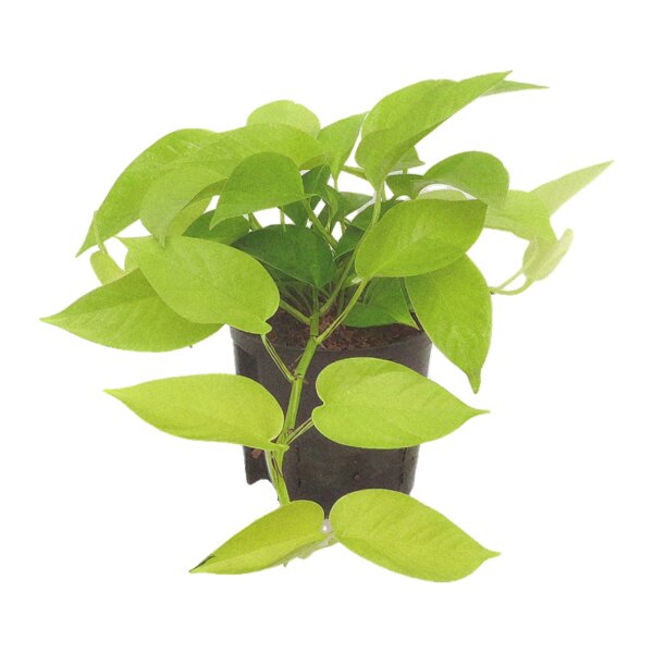 Efeutute Epipremnum aureum Neon | Hydrokultur Zimmerpflanze in Blähton | Hängepflanze 25-35cm im Kulturtopf 13/12 mit Gießanzeiger