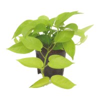 Efeutute Epipremnum aureum Neon | Hydrokultur...