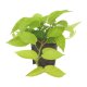 Efeutute Epipremnum aureum Neon | Hydrokultur Zimmerpflanze in Bl&auml;hton | H&auml;ngepflanze 25-35cm im Kulturtopf 13/12 mit Gie&szlig;anzeiger
