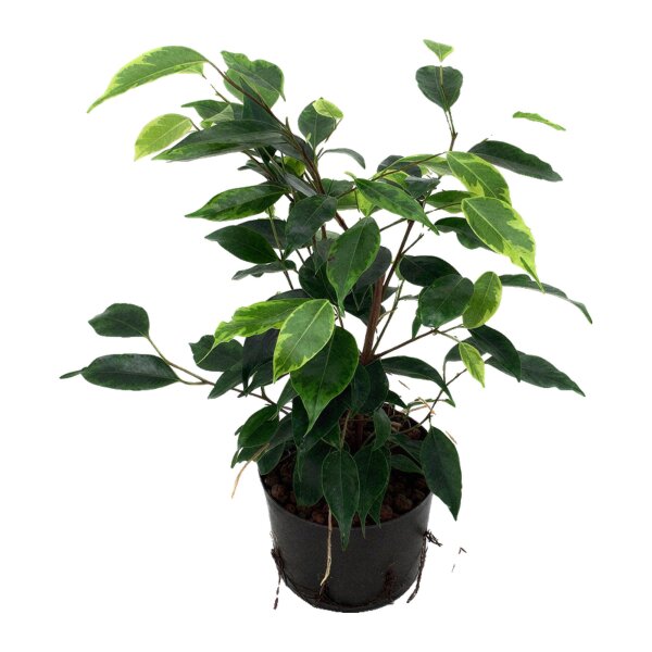 Birkenfeige Ficus benjamina Natasja | Hydrokultur Zimmerpflanze in Blähton | Grünpflanze 30-40cm im Kulturtopf 11/9 mit Gießanzeiger