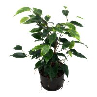 Birkenfeige Ficus benjamina Natasja | Hydrokultur...