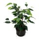 Birkenfeige Ficus benjamina Natasja | Hydrokultur Zimmerpflanze in Bl&auml;hton | Gr&uuml;npflanze 30-40cm im Kulturtopf 11/9 mit Gie&szlig;anzeiger