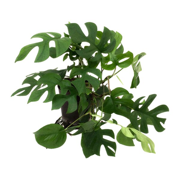 Mini Monstera Rhaphidophora tetrasperma | Hydrokultur Zimmerpflanze in Blähton | Grünpflanze 35-45cm im Kulturtopf 15/19 mit Gießanzeiger