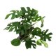 Mini Monstera Rhaphidophora tetrasperma | Hydrokultur Zimmerpflanze in Bl&auml;hton | Gr&uuml;npflanze 35-45cm im Kulturtopf 15/19 mit Gie&szlig;anzeiger