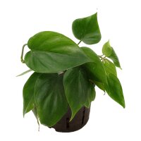 Baumfreund Philodendron scandens | Hydrokultur...