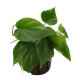 Baumfreund Philodendron scandens | Hydrokultur Zimmerpflanze in Bl&auml;hton | H&auml;ngepflanze 25-35cm im Kulturtopf 11/9 mit Gie&szlig;anzeiger