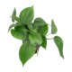 Baumfreund Philodendron scandens | Hydrokultur Zimmerpflanze in Bl&auml;hton | H&auml;ngepflanze 30-40cm im Kulturtopf 13/12 mit Gie&szlig;anzeiger